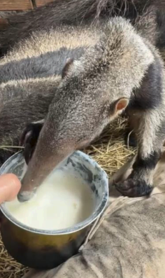 Cría de fauna silvestre siendo alimentada a mano durante su recuperación.