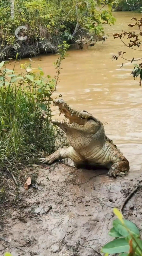 Caimán en su hábitat natural, a orillas de un río de la Orinoquía.